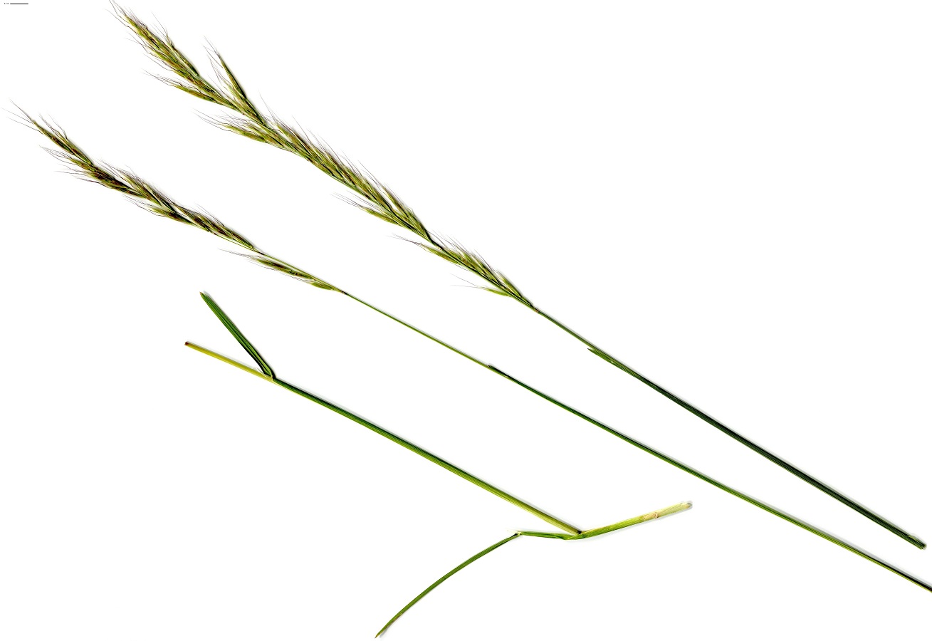 Helictochloa bromoides (Poaceae)